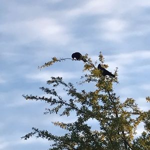 Meet your Posher, Quin